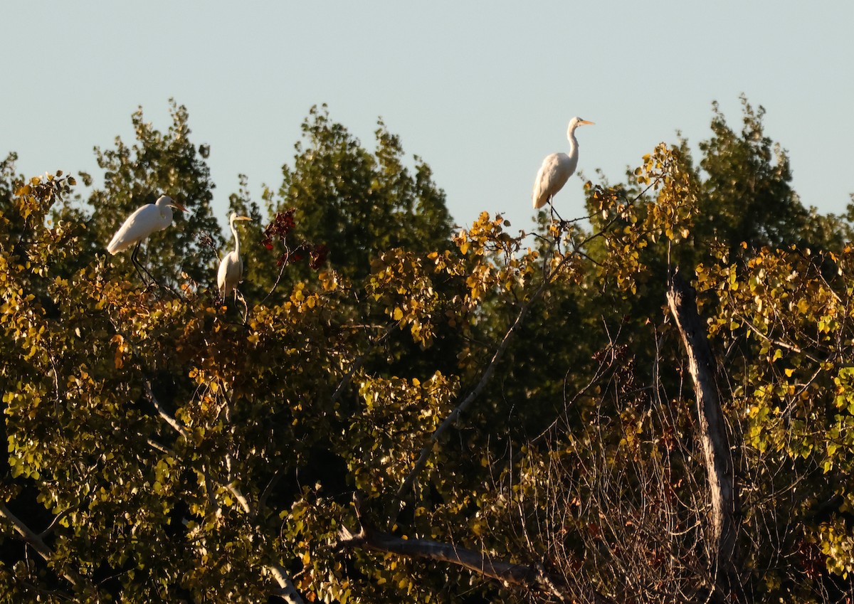 Great Egret - ML644771944