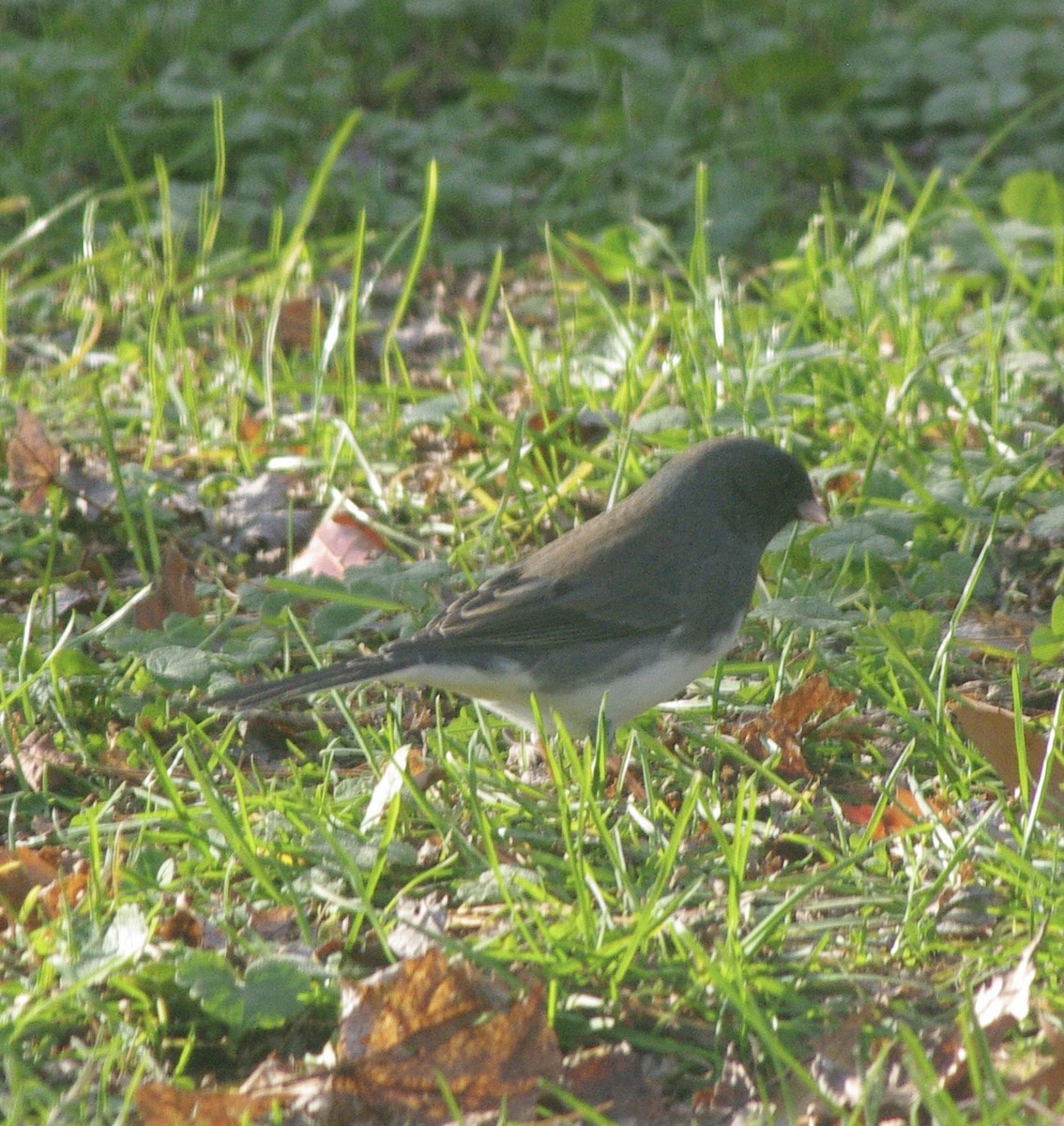 Dark-eyed Junco (Slate-colored) - ML644771946