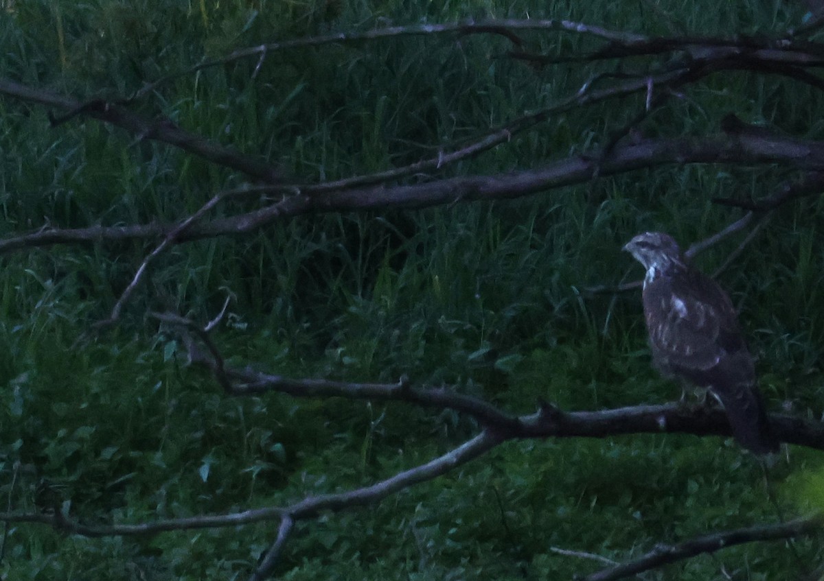 Common Buzzard - ML644771951