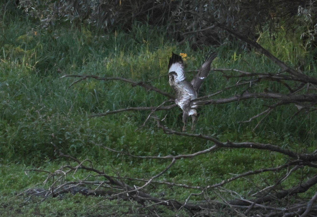 Common Buzzard - ML644771953