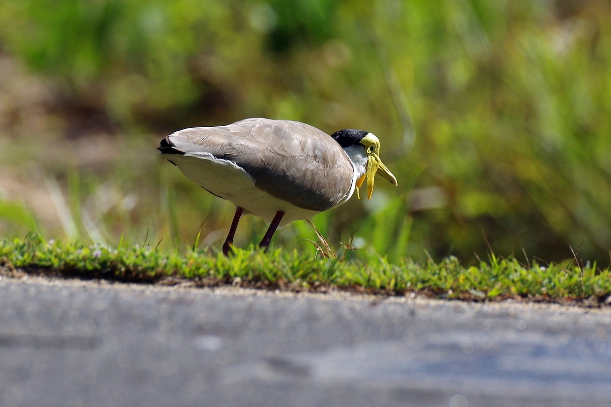 Avefría Militar - ML644771977