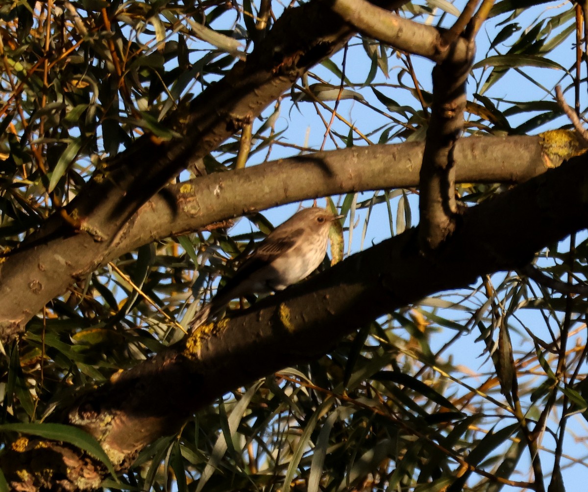 Spotted Flycatcher - ML644771978
