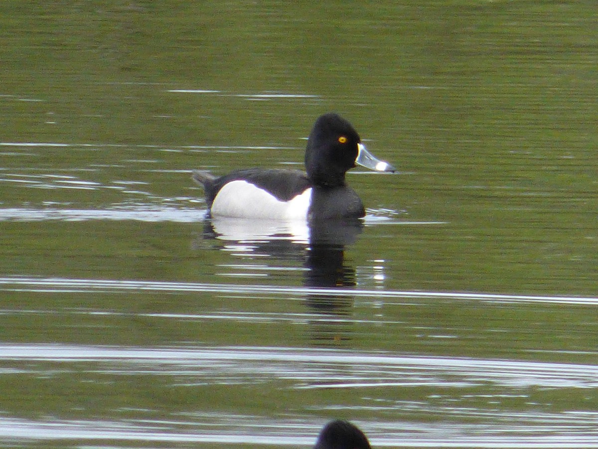 Halkalı Patka - ML644771984