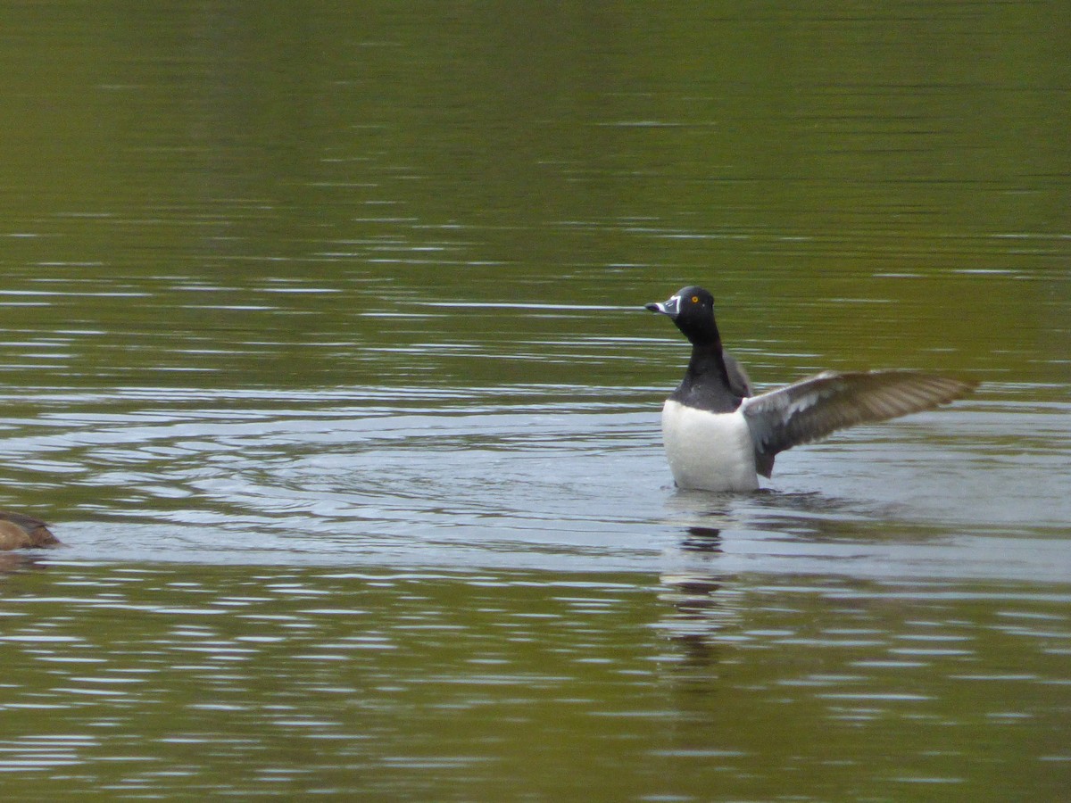 Halkalı Patka - ML644771985