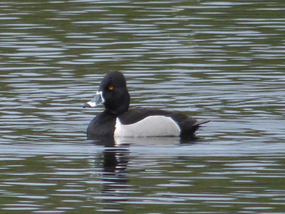 Halkalı Patka - ML644771986