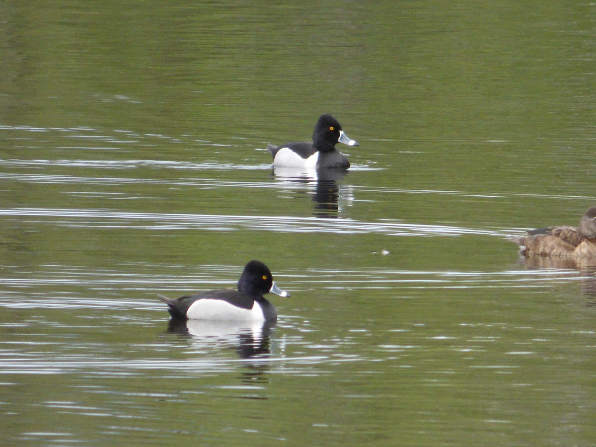 Halkalı Patka - ML644771987