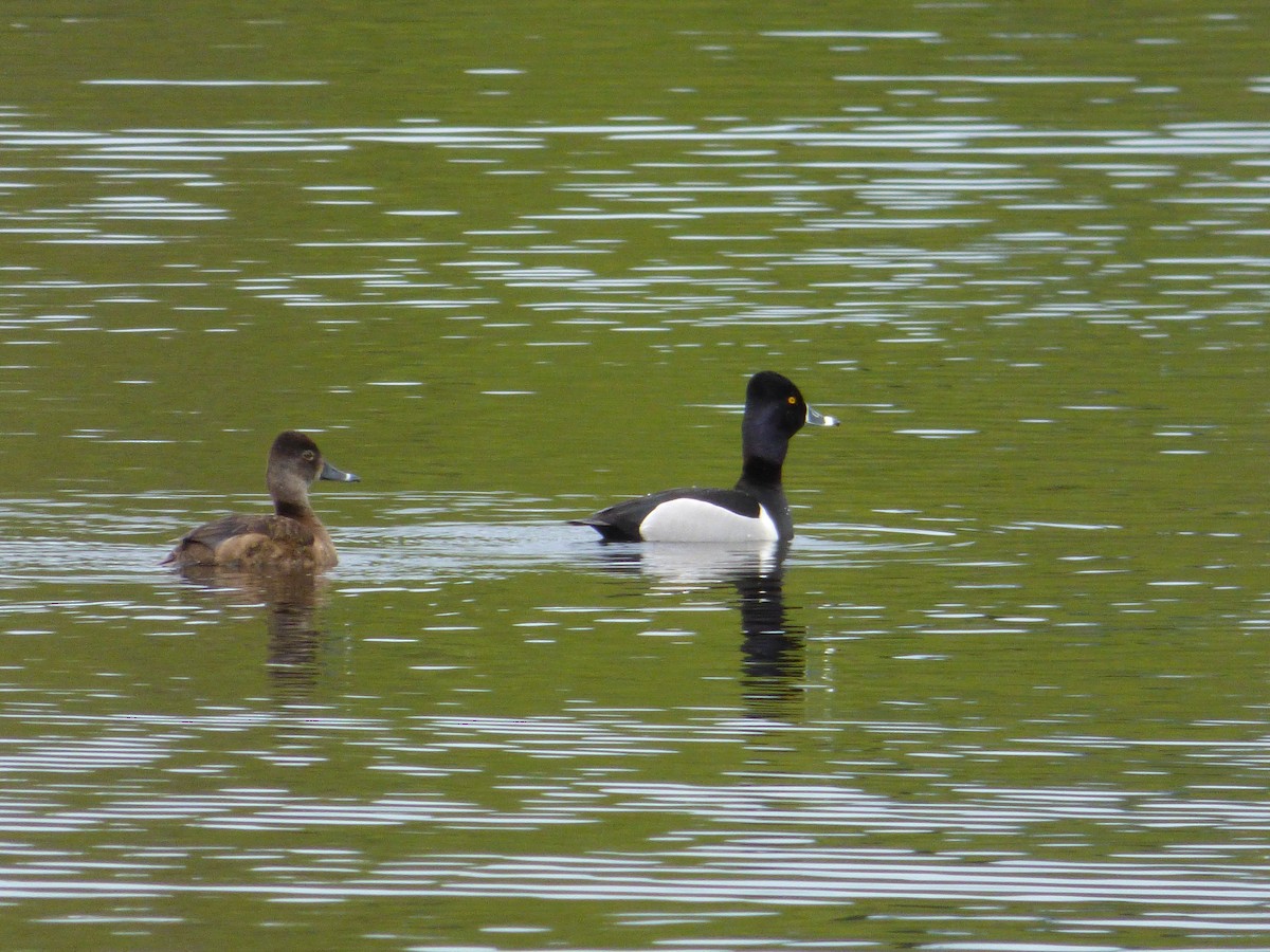 Halkalı Patka - ML644771988