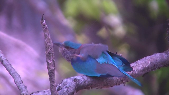 Indian Roller - ML644772002