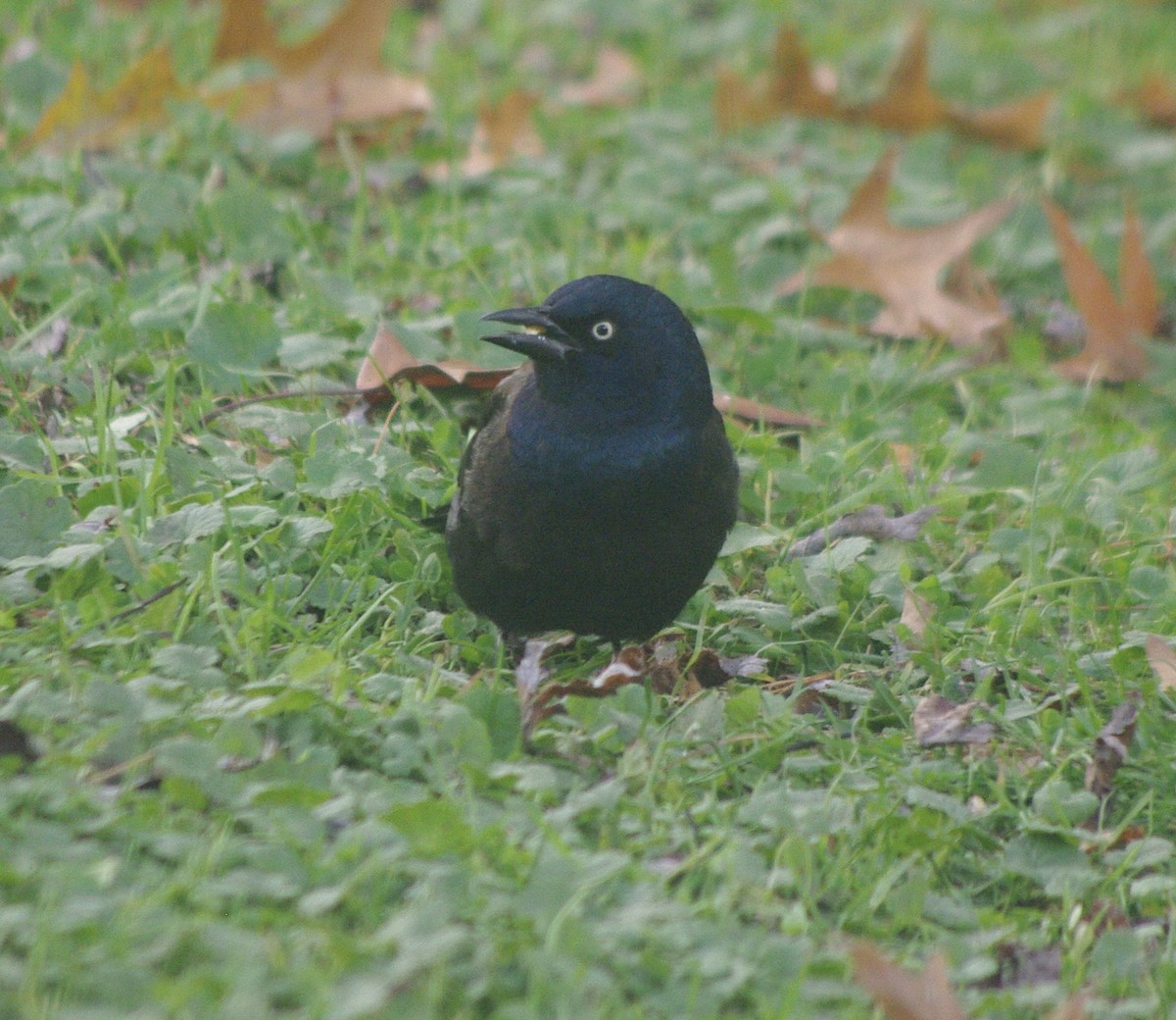 Пурпурный гракл (versicolor) - ML644772003