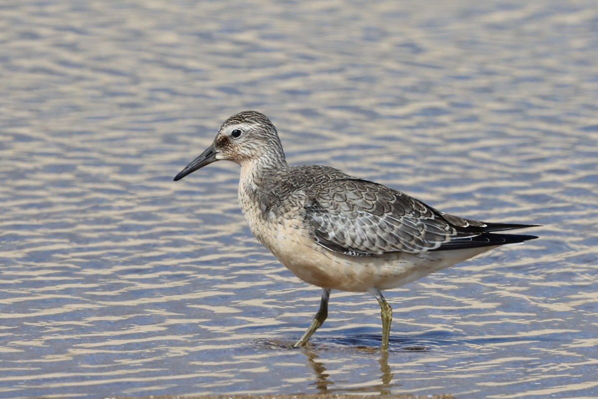 חופית להקנית - ML644772004