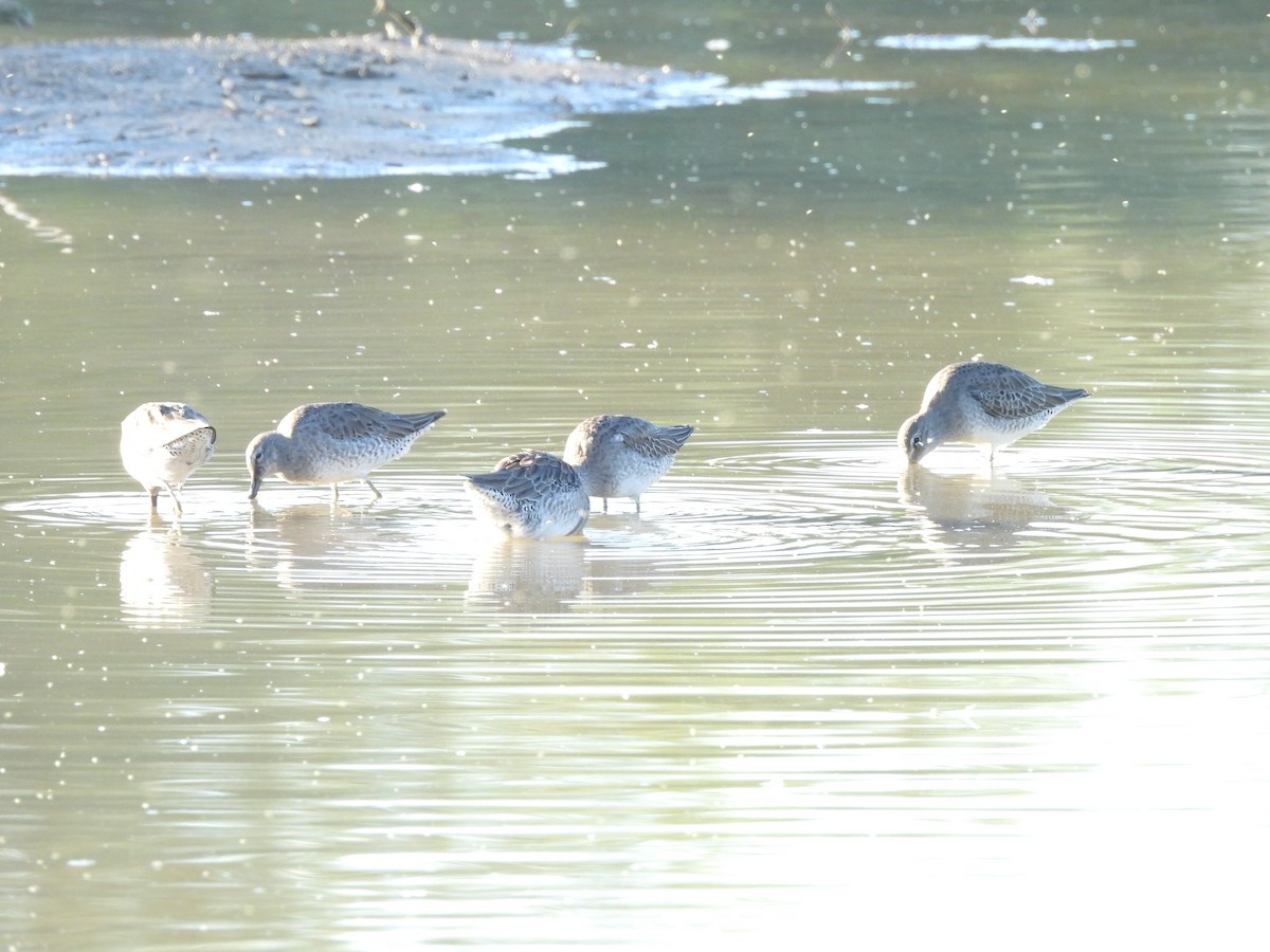 Long-billed Dowitcher - ML644772006