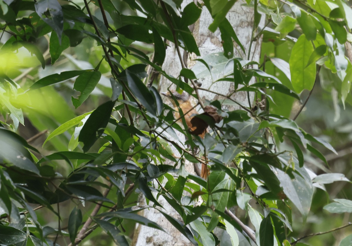 Chestnut-crowned Becard - ML644772010