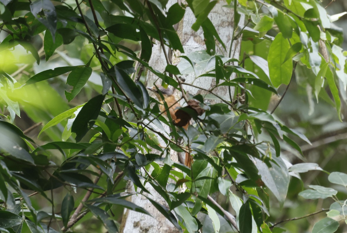 Chestnut-crowned Becard - ML644772011