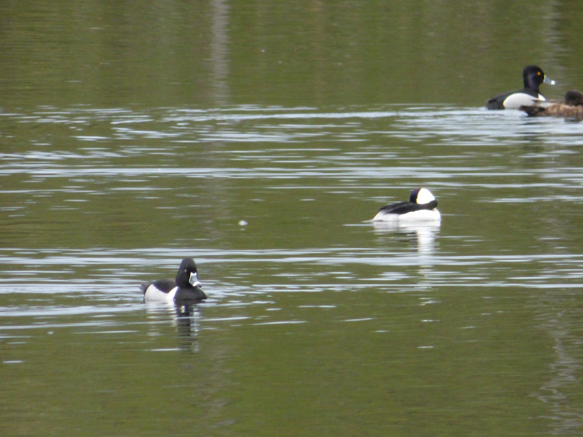 Ak Yanaklı Ördek - ML644772012