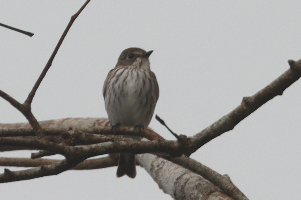 Gray-streaked Flycatcher - ML644772015