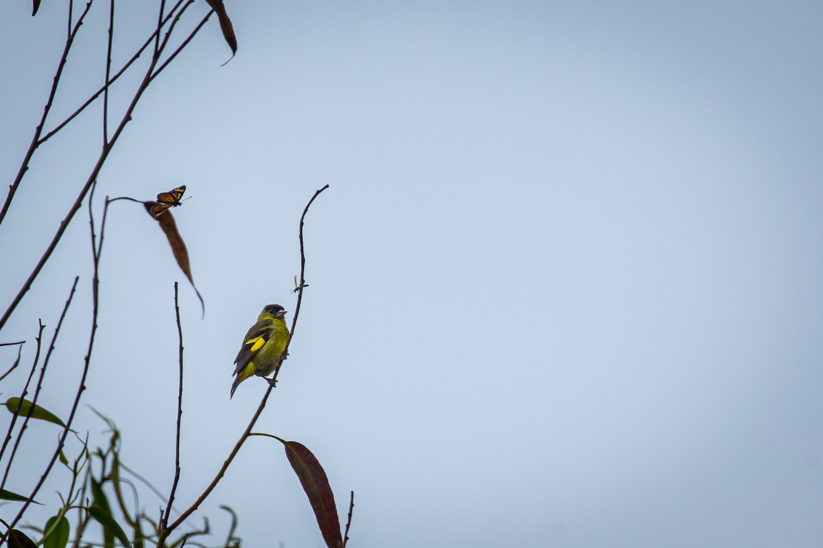 Андский чиж - ML644772025