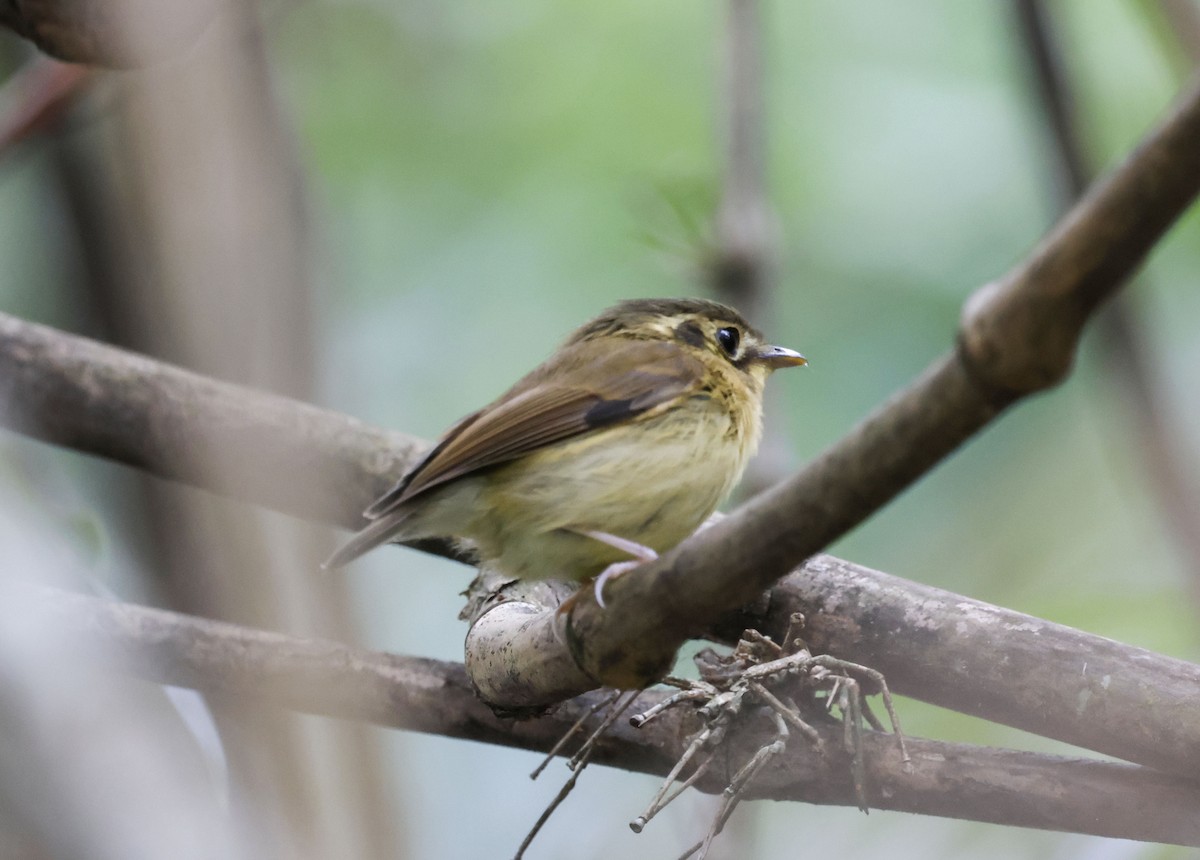 White-throated Spadebill (Eastern) - ML644772028