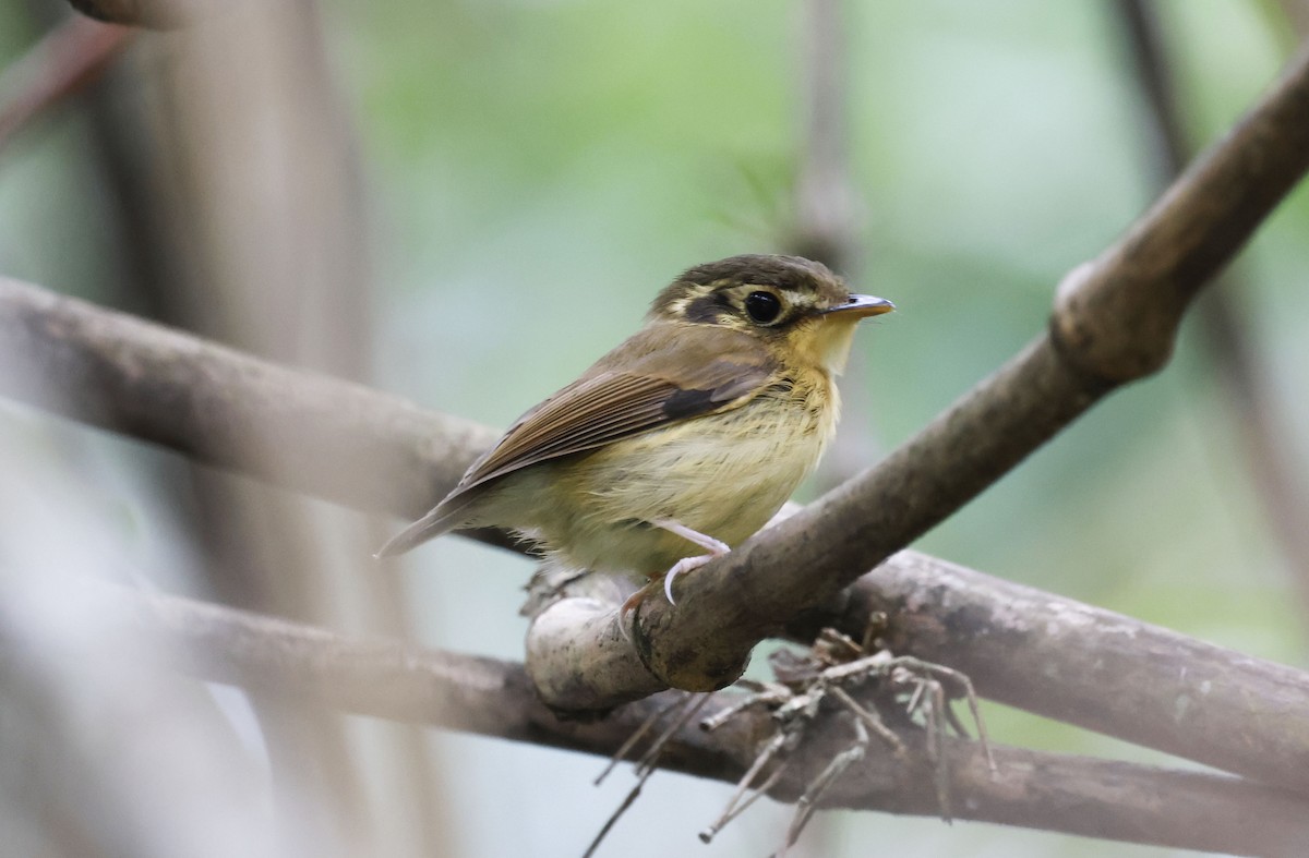 White-throated Spadebill (Eastern) - ML644772029