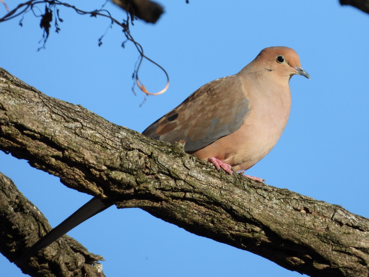 Zenaida Huilota - ML644772032