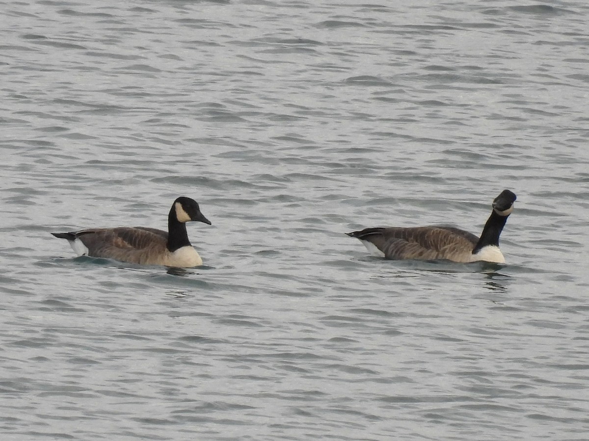 Canada Goose - ML644772034
