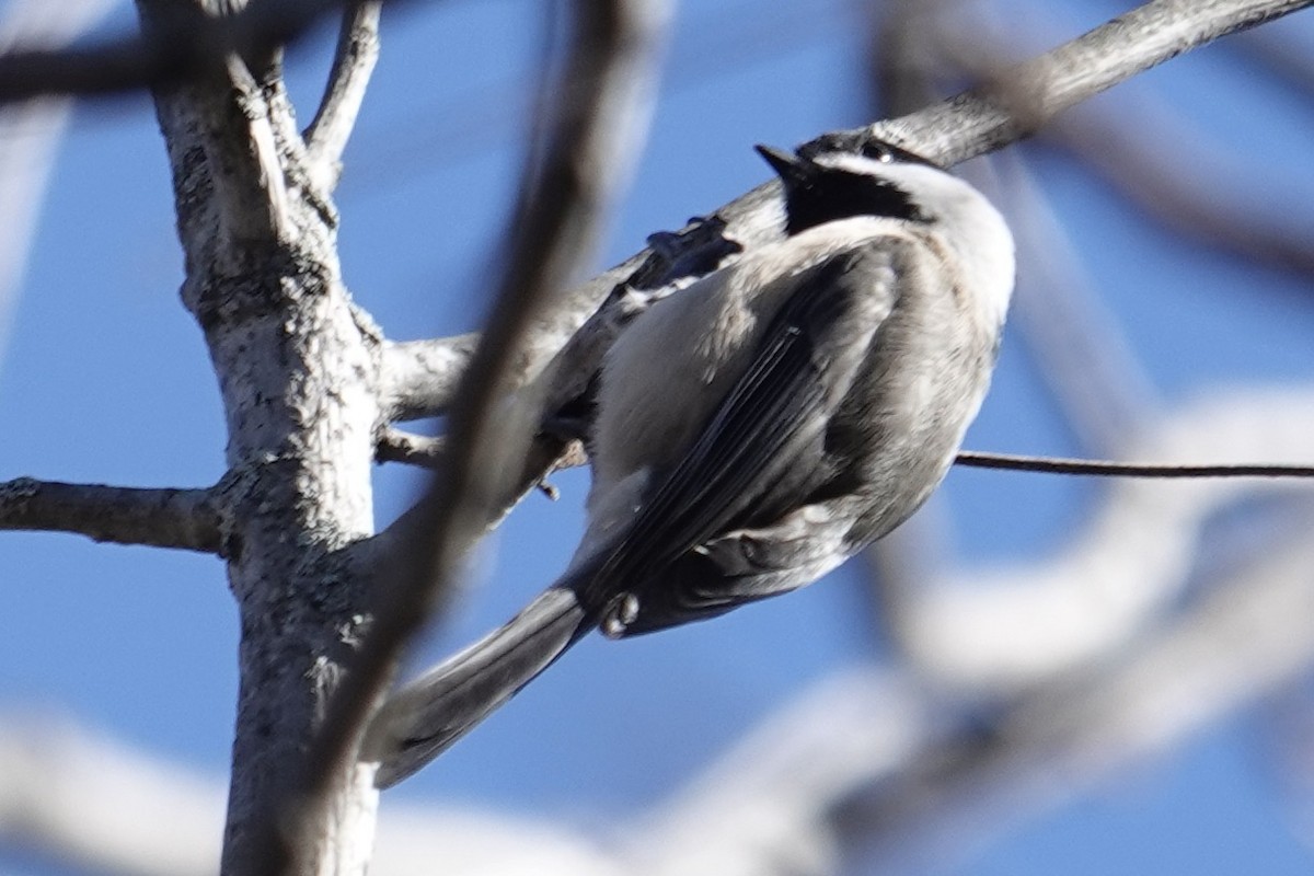 Гаїчка каролінська - ML644772036