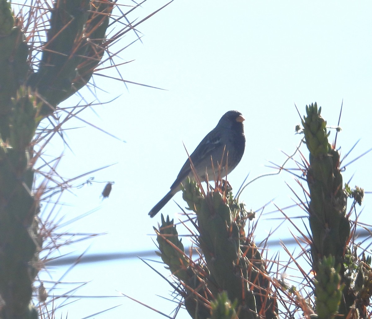 Mourning Sierra Finch - ML644772049