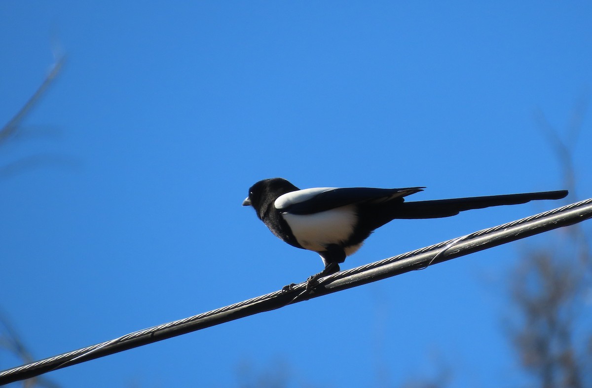 Black-billed Magpie - ML644772058