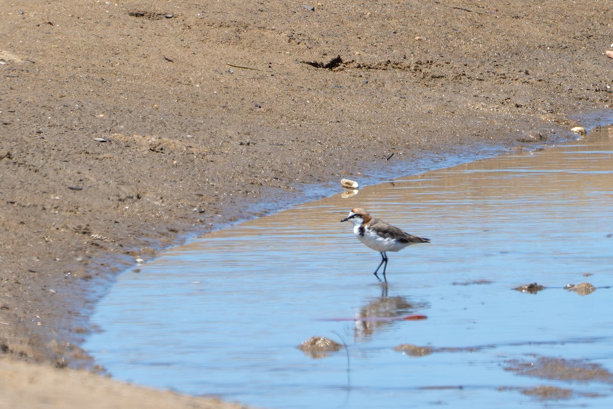 Chorlitejo Capirrojo - ML644772066