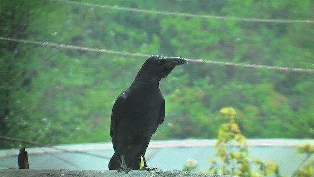 Large-billed Crow - ML644772068