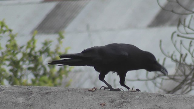Large-billed Crow - ML644772069