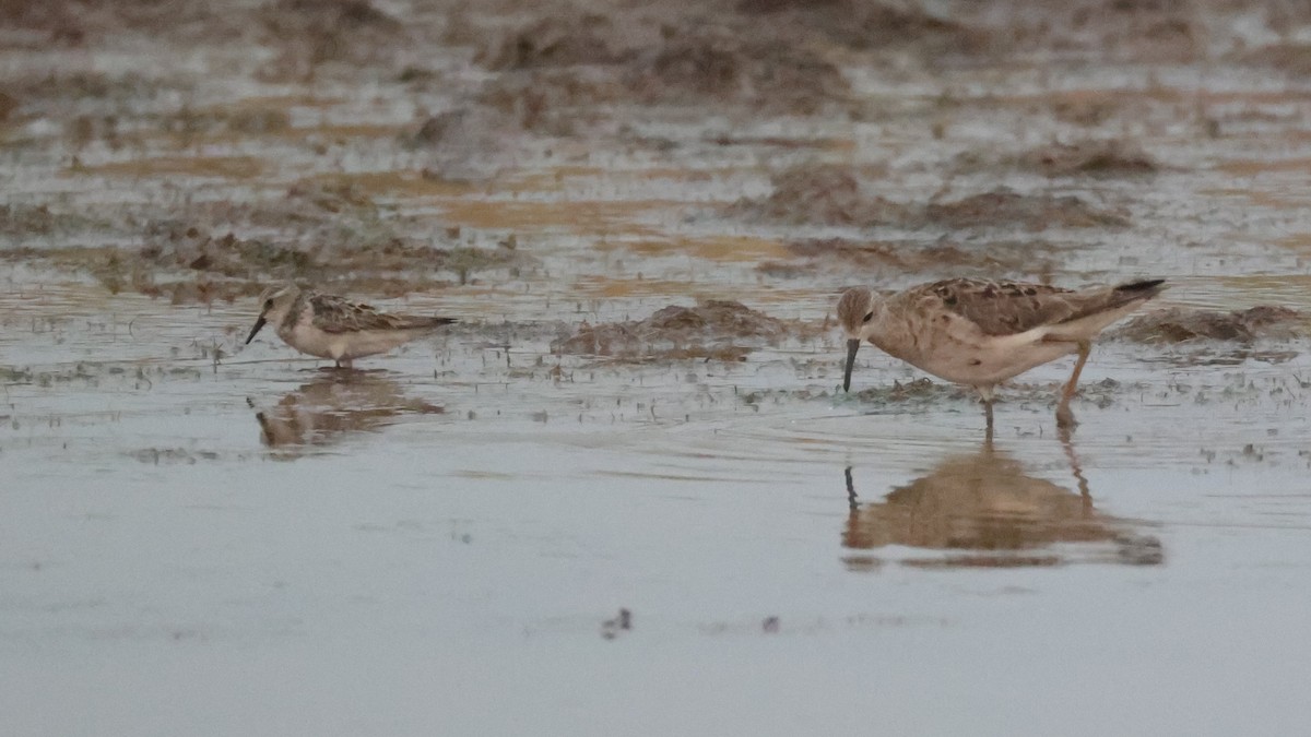 Little Stint - ML644772070