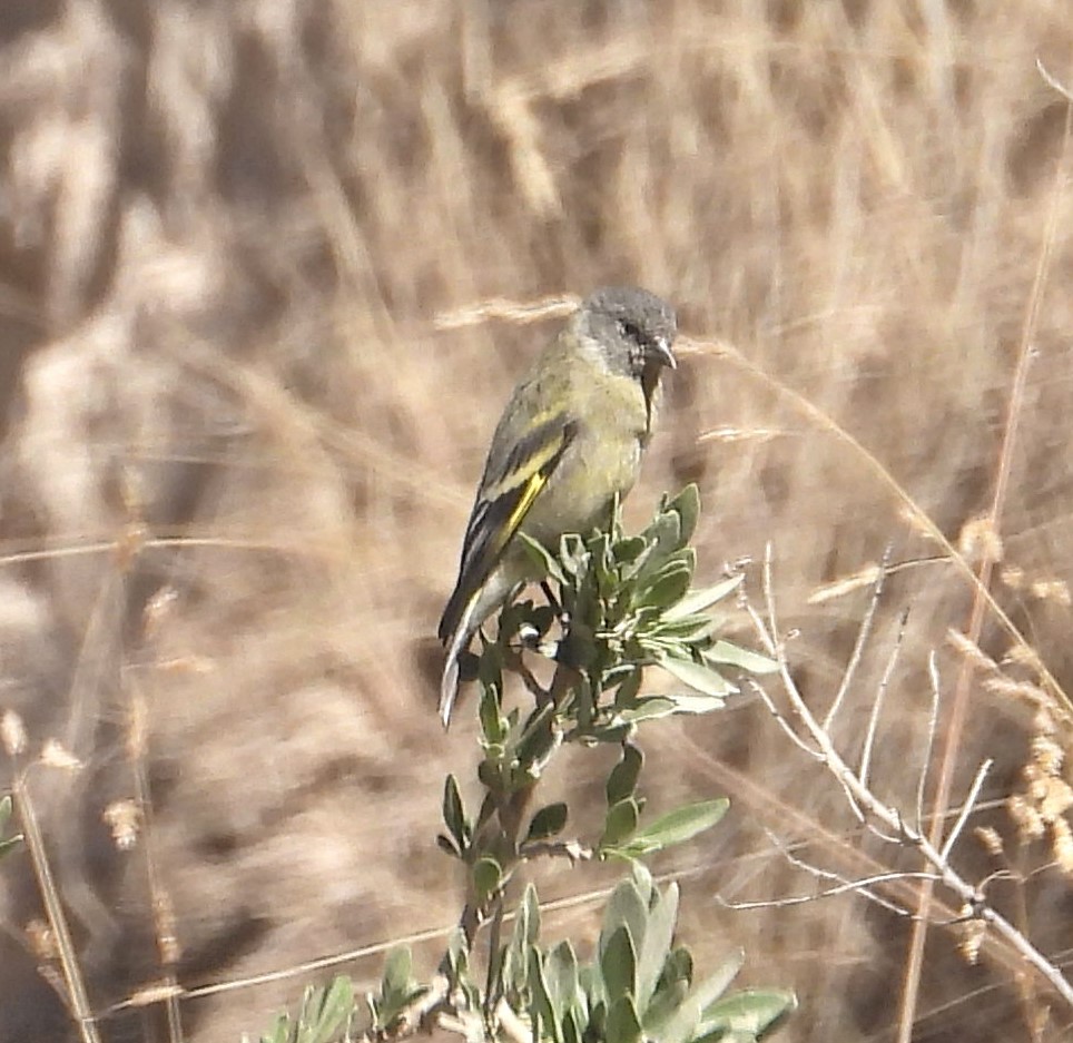 Hooded Siskin - ML644772085