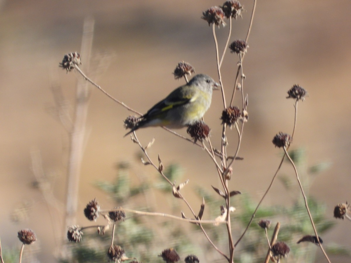 Hooded Siskin - ML644772086