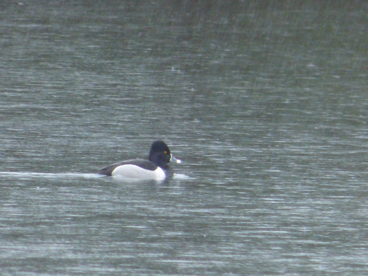 Halkalı Patka - ML644772087