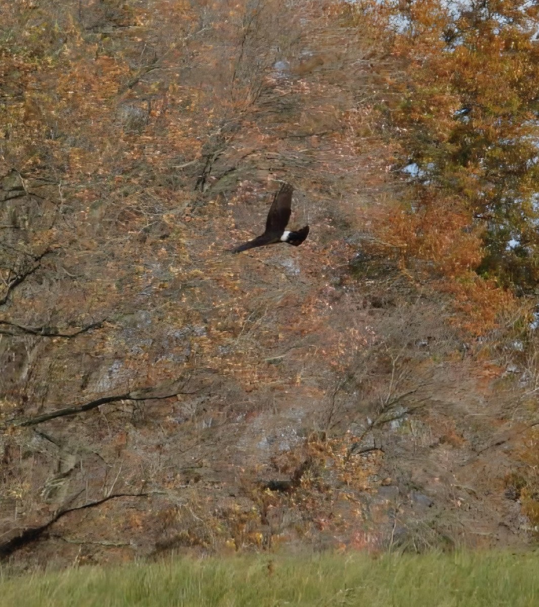 Amerika Delicesi - ML644772094