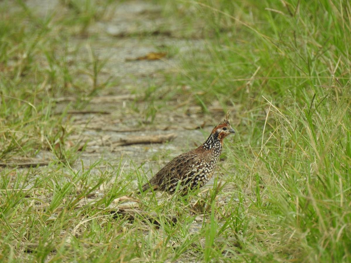 Crested Bobwhite - ML644772096