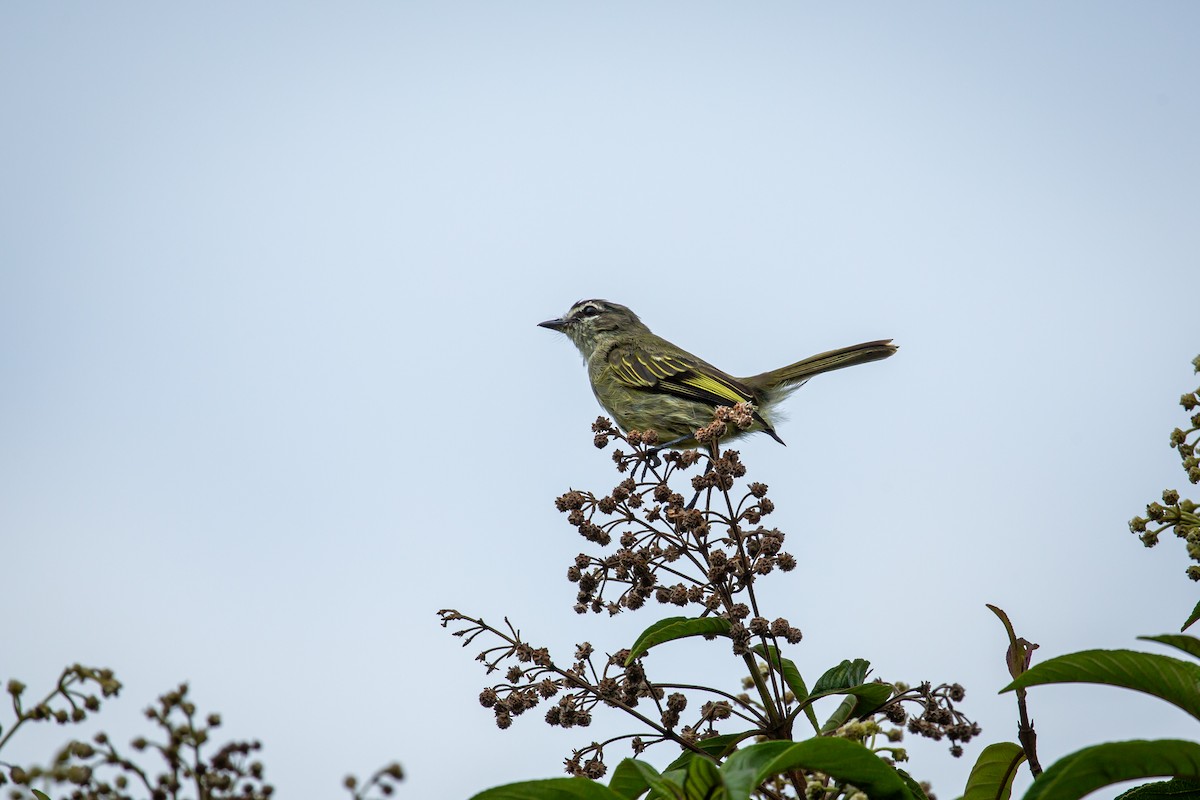 Spectacled Tyrannulet - ML644772107