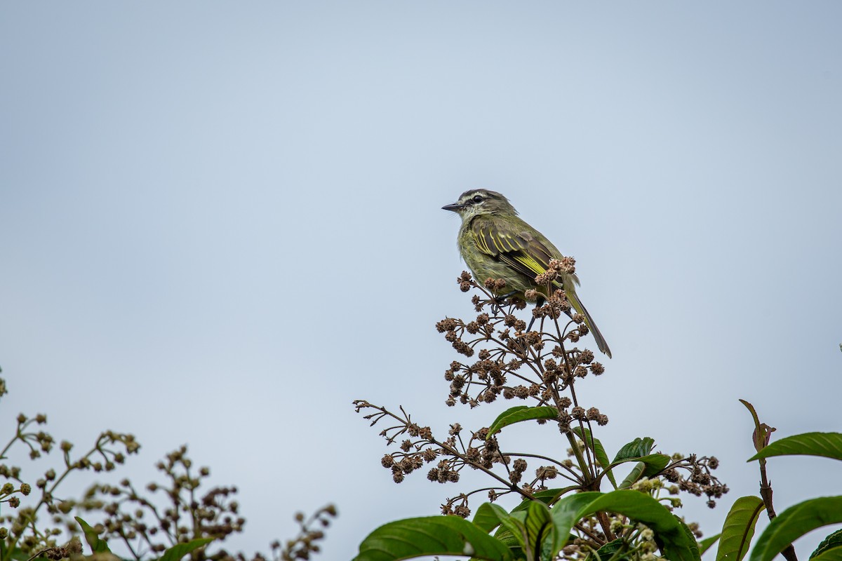 Spectacled Tyrannulet - ML644772109