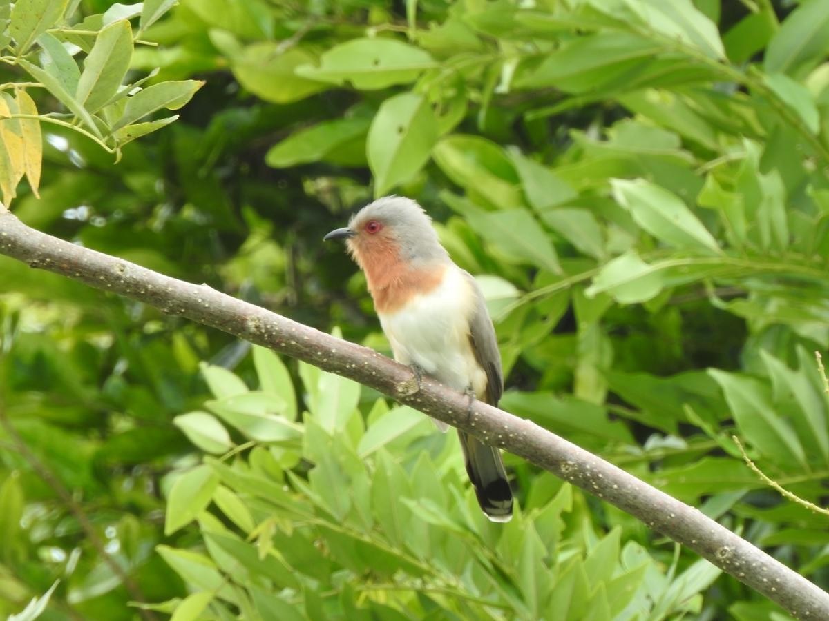 Dwarf Cuckoo - ML644772112