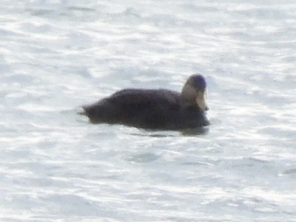 American Black Duck - ML644772123