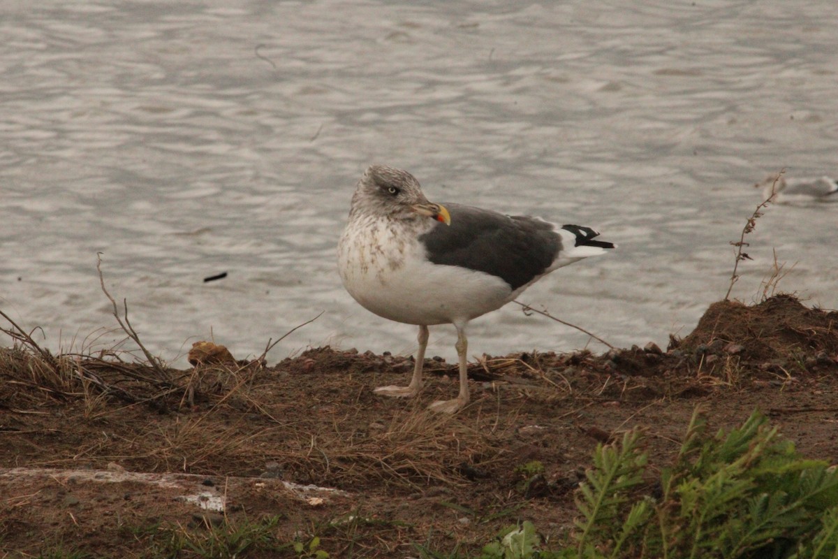 чайка sp. - ML644772125