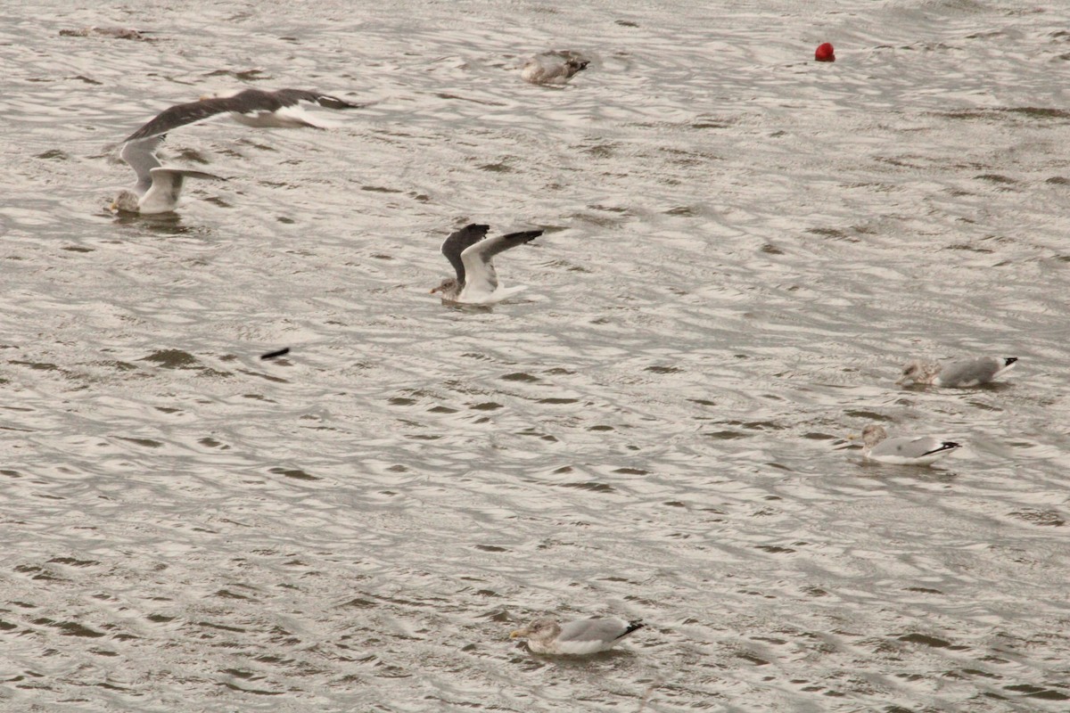 чайка sp. - ML644772126