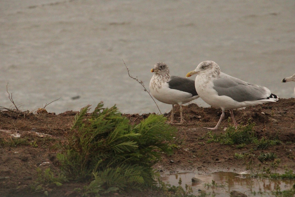 чайка sp. - ML644772127