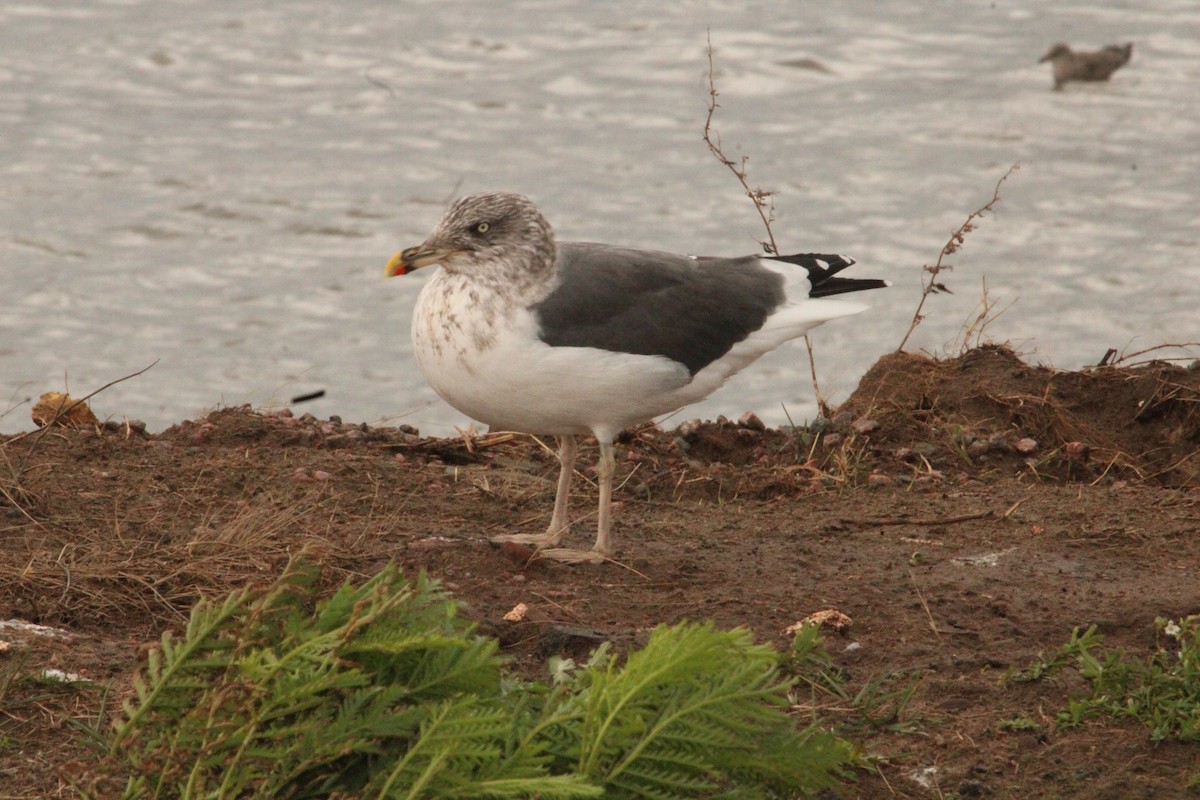 чайка sp. - ML644772130