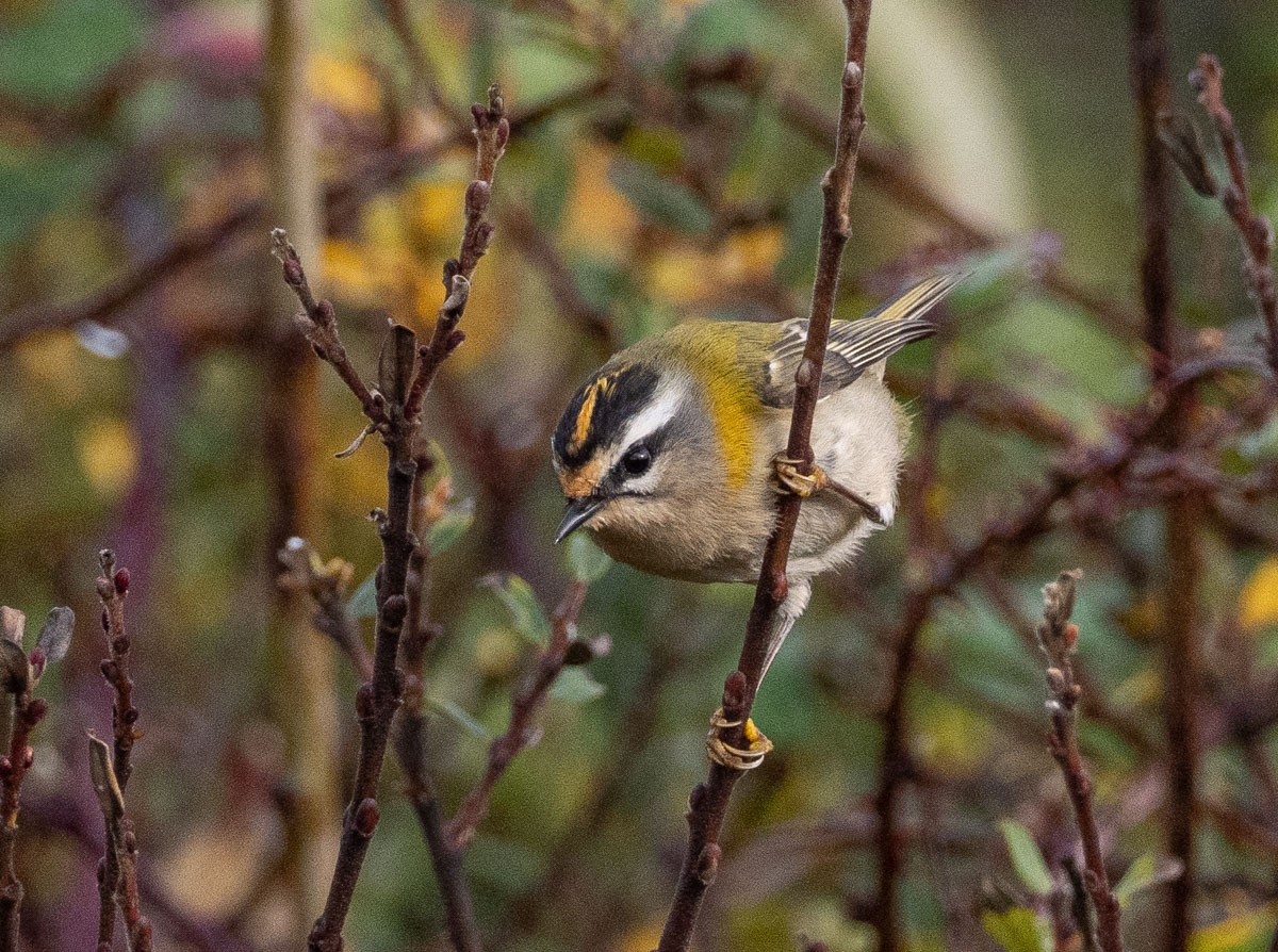 Common Firecrest - ML644772132