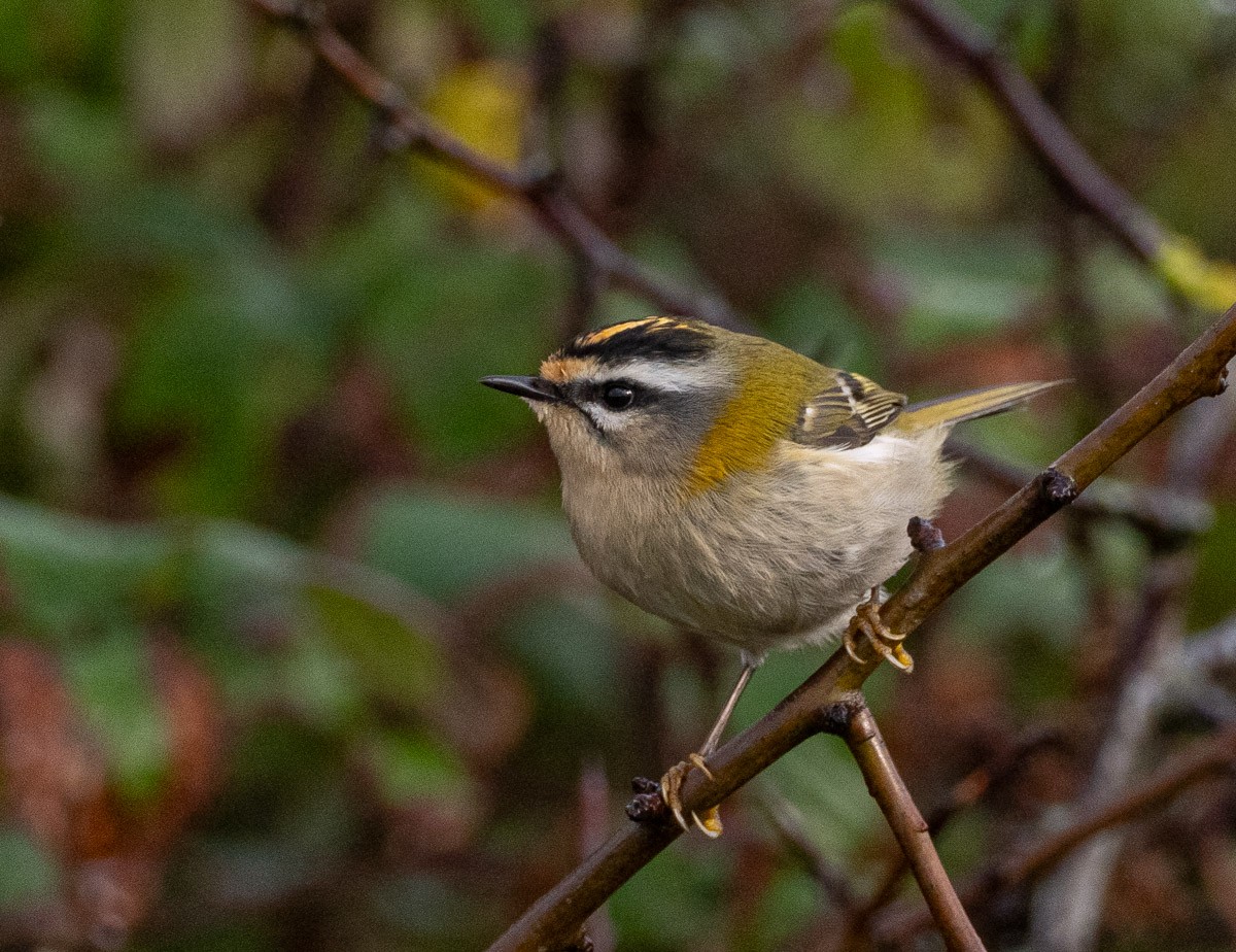 Common Firecrest - ML644772134