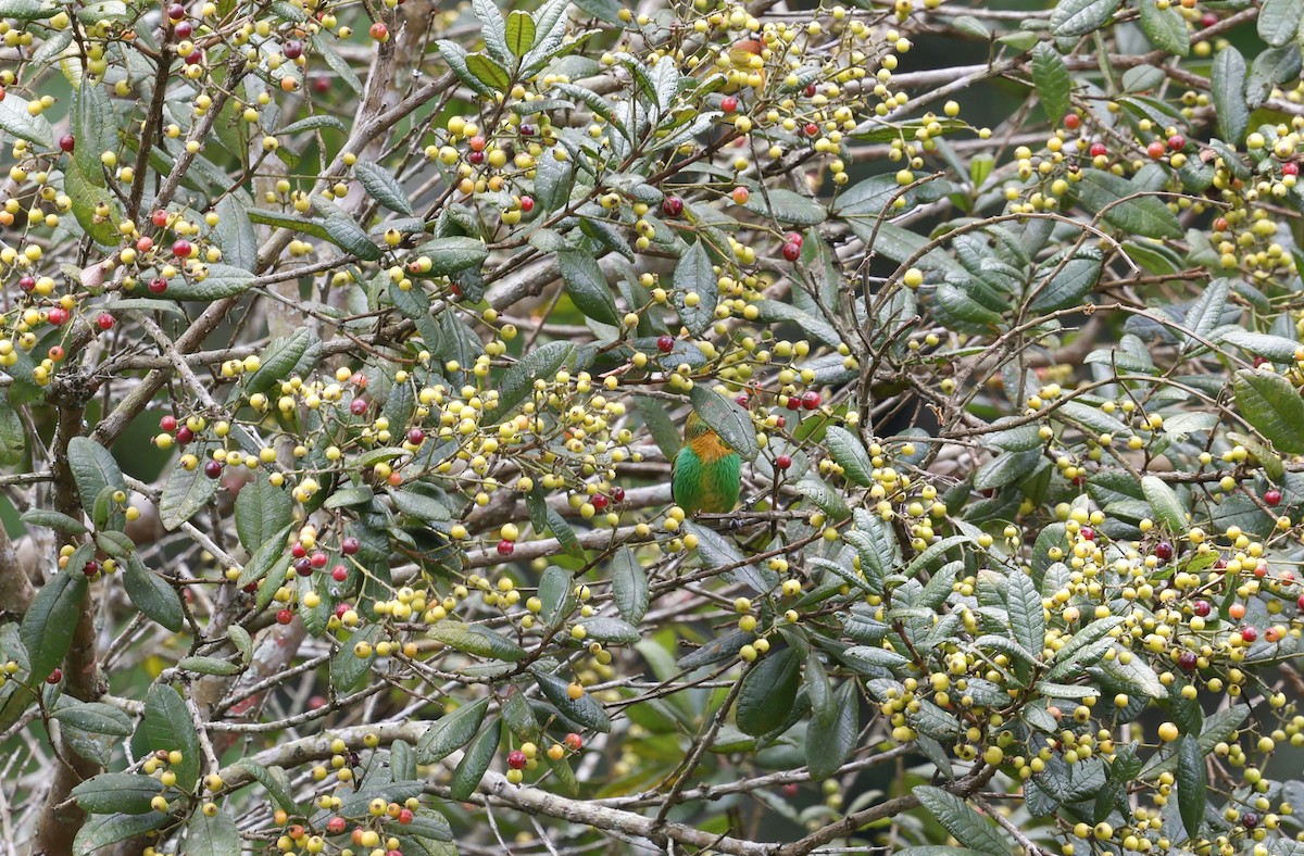 Brassy-breasted Tanager - ML644772140