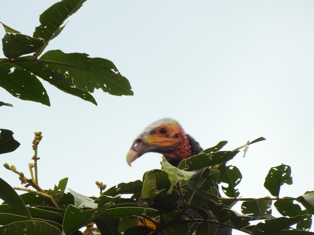 Lesser Yellow-headed Vulture - ML644772142