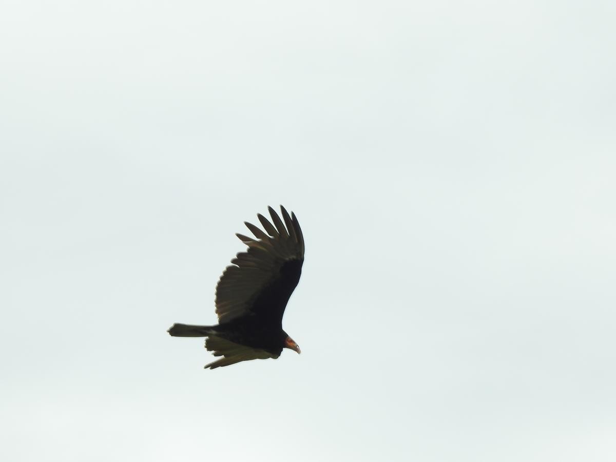 Lesser Yellow-headed Vulture - ML644772143