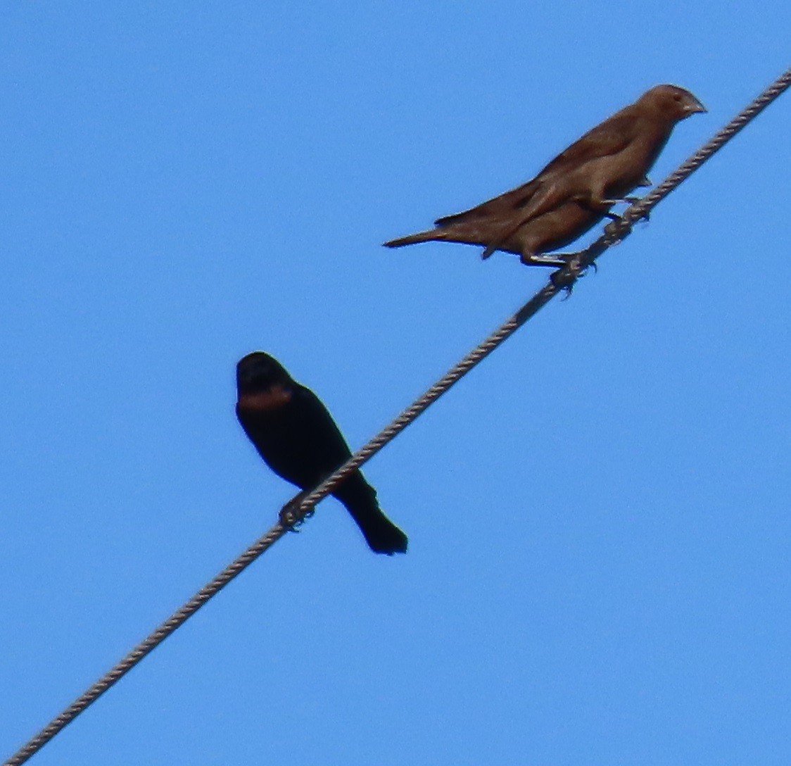 Brown-headed Cowbird - ML644772156